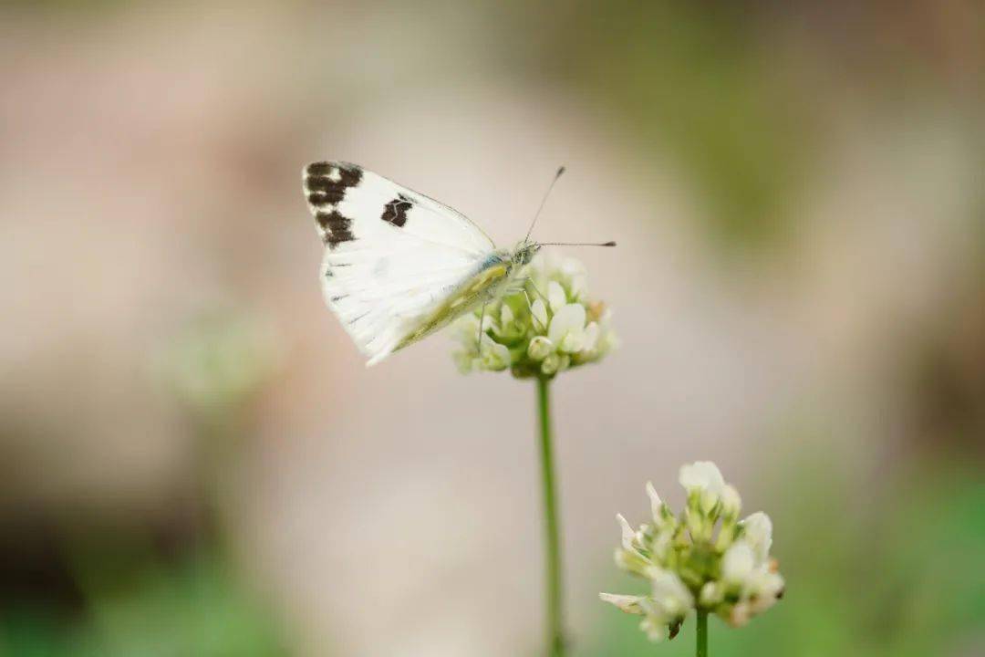 带上索尼fe90mmf28g微距oss镜头感受昆虫的世界