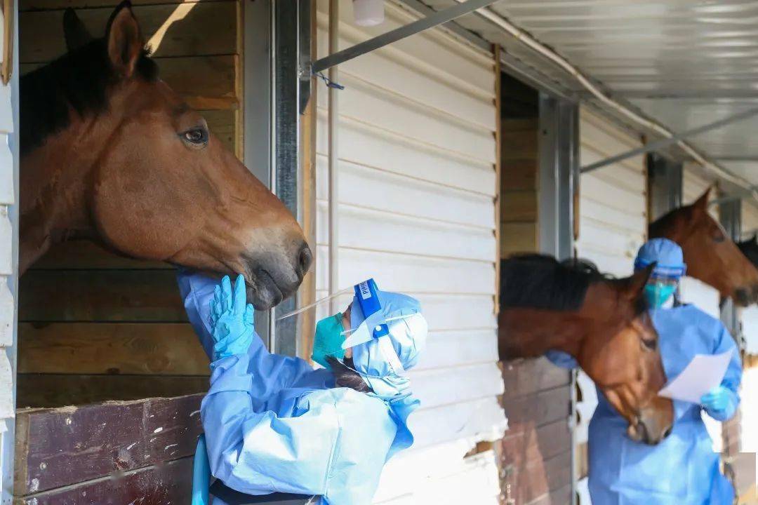 【动植物检疫】跟着马儿进中国:一图读懂进境马匹检疫监管流程