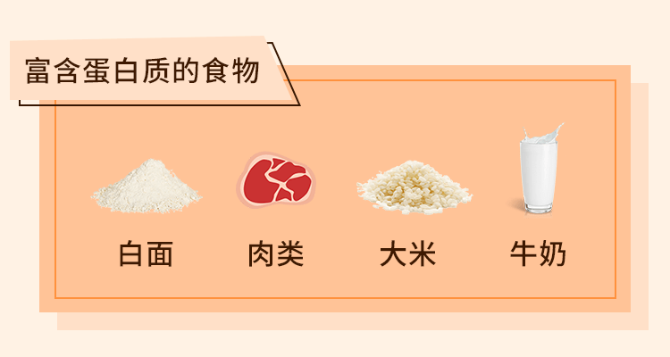 穀類食物,雞蛋,牛奶及動物肉類等食物中均含有人體需要的蛋白質