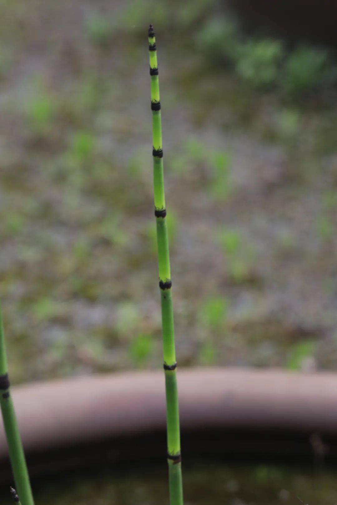 节节草笔管草木贼