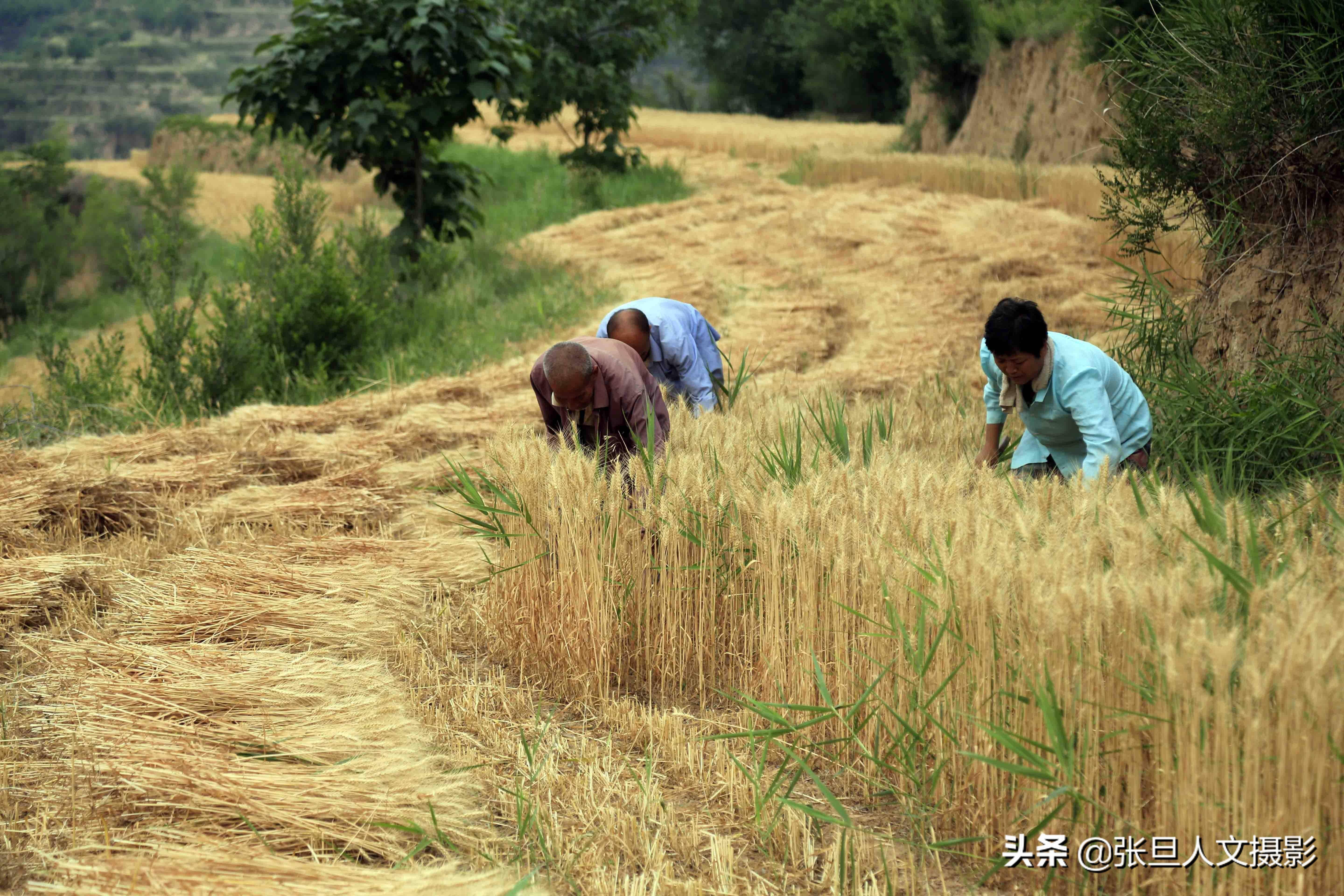 蹲在山村拍夏收看67岁老农割麦子感受到粒粒皆辛苦真是不容易