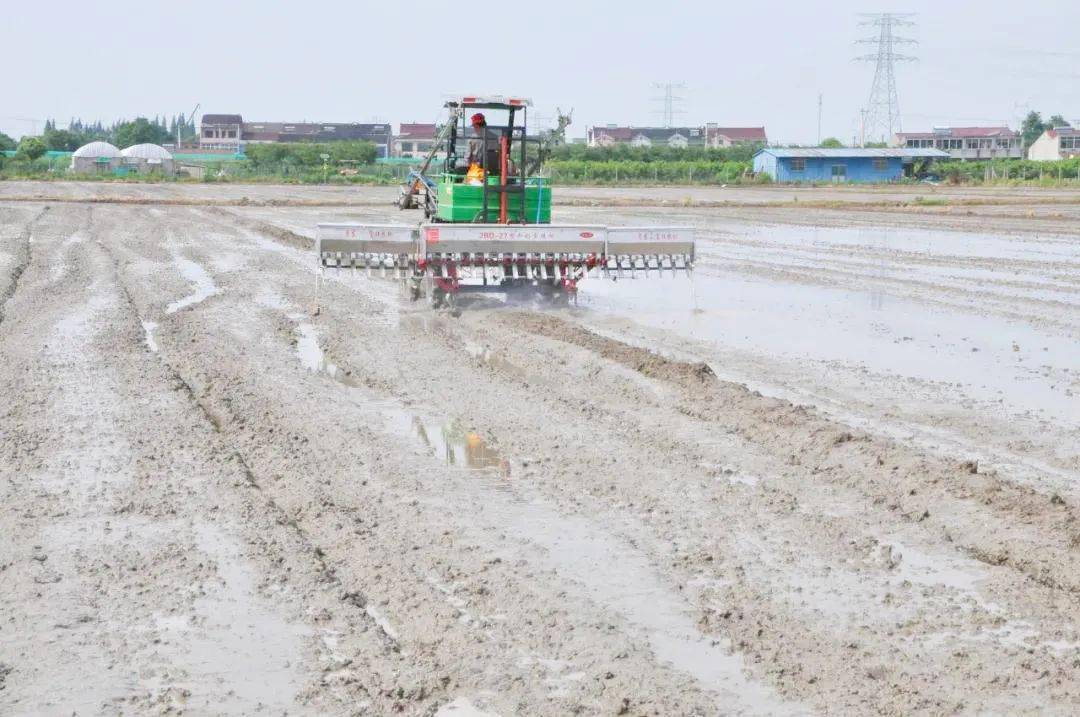 一天播种200亩这项水稻直播技术有点牛