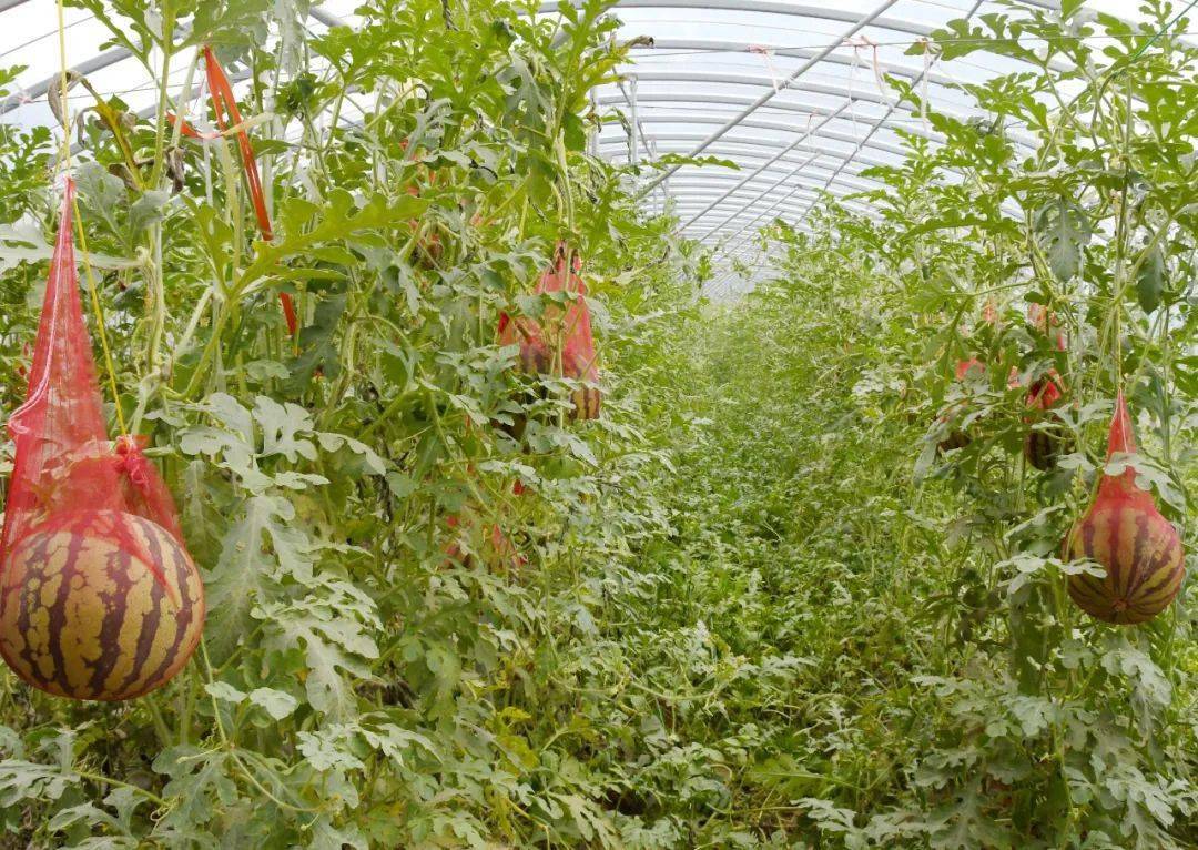 柏树乡:瓜果蔬菜基地里"长出"红火日子_种植