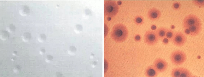 滑液囊支原体生长条件苛刻,一般可以在5-7日龄鸡胚或特定的培养基上