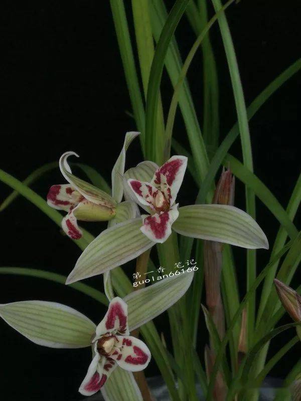 花开欣赏0286莲瓣兰满江红很美