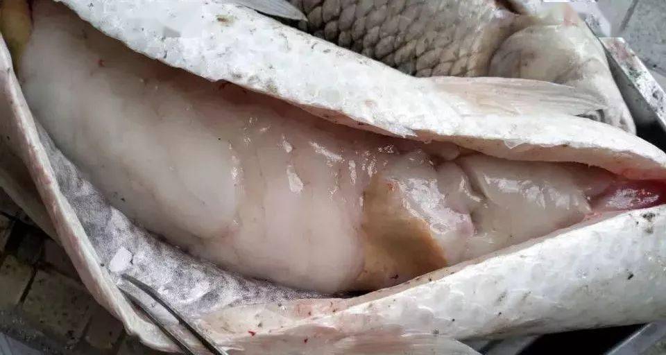 更多地转化成脂肪在肝脏或者肠系膜等处蓄积,就容易造成鱼类脂肪肝