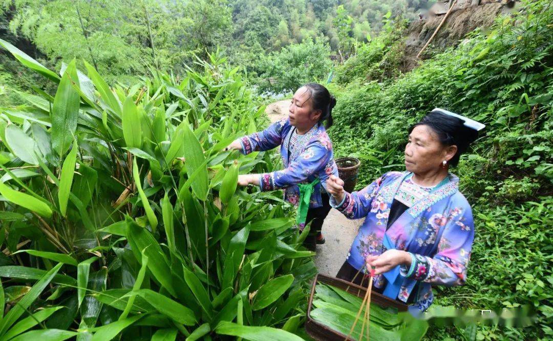 乌英蹲点日记——小粽子见证苗寨巨变