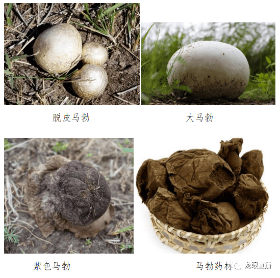 它就是马勃,来源很多,而中国药典收载作为药材正品来源的为灰包科真菌