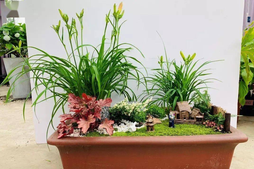 其中"瑞萱献党","寸草春晖"等盆栽,生动展现了萱草优雅的造型,丰富的