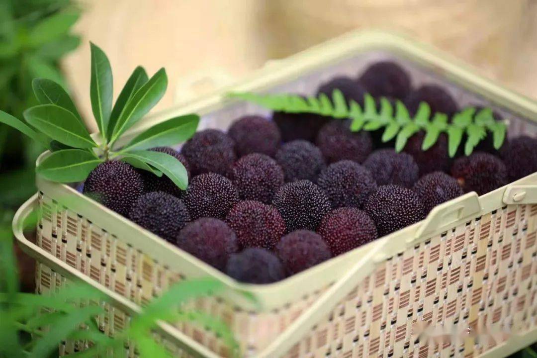 慈溪杨梅艳绝天下这里有一口迟到的新鲜杨梅等你品尝浒山坎墩自提or