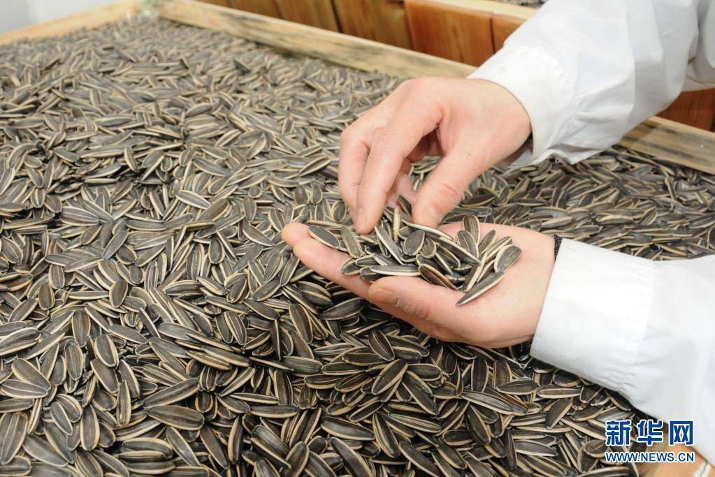 国産食用ヒマワリ 海外品種の独占打破 市場シェア９５ 超 栽培