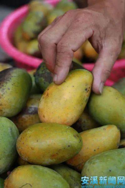 安溪官桥赤岭芒果名闻遐迩