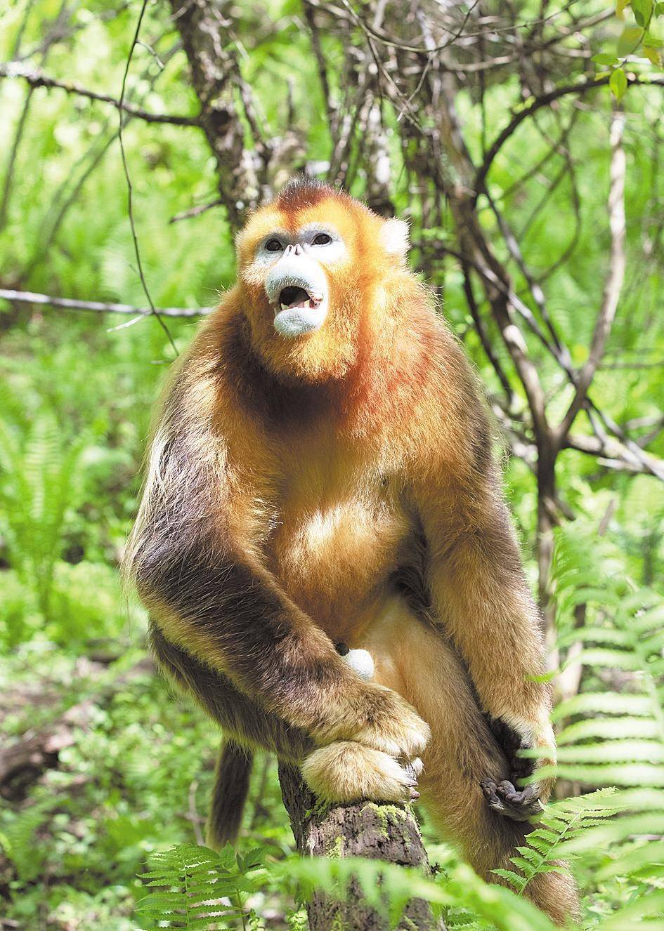 就听到这群"护猴人"说起与金丝猴"大胆"的故事