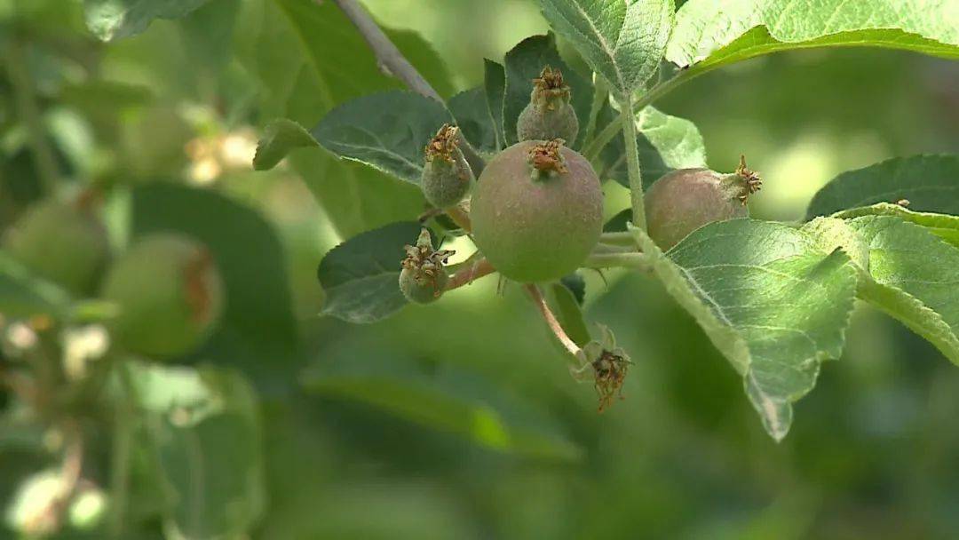 甘富果园疏果忙