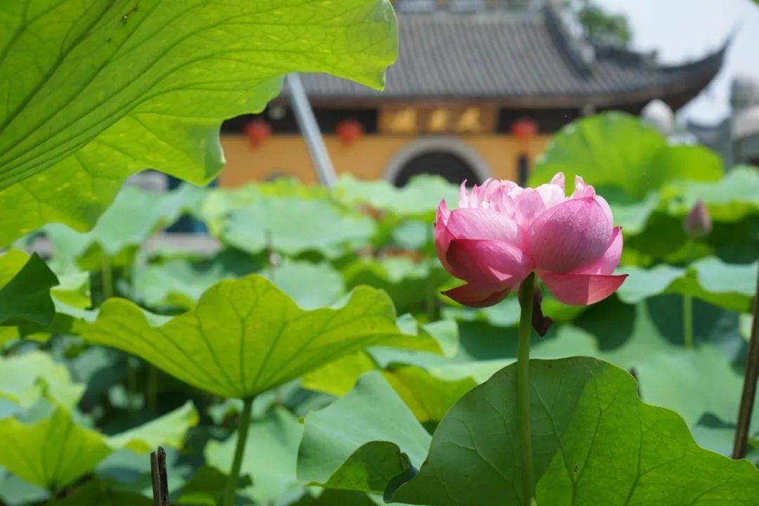 一步一莲,步步生莲带着几分庄严妙法与柔软素净千年古刹孕育了满池