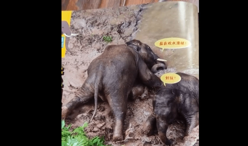 离家出走的大象