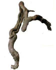 龟背竹杆上长出的根 9a149f21b6ed41979befaaea0c631080.jpeg