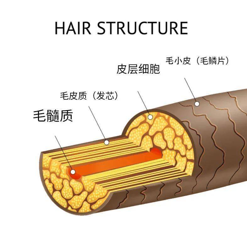 头发分布结构图图片