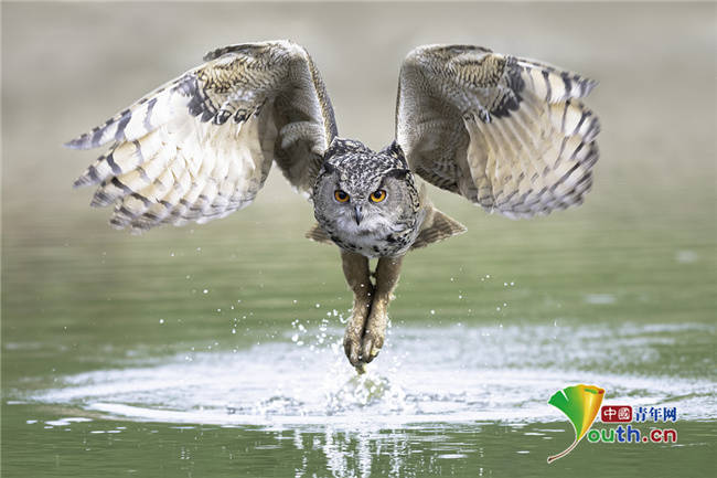 雕鸮俯冲至湖面捕捉猎物 霸气展翅目光如炬