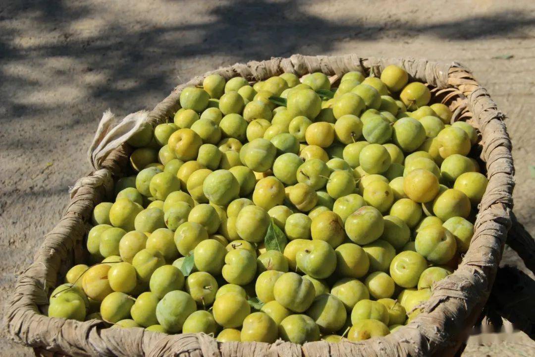 我在永善等你永善最好吃的李子熟啦