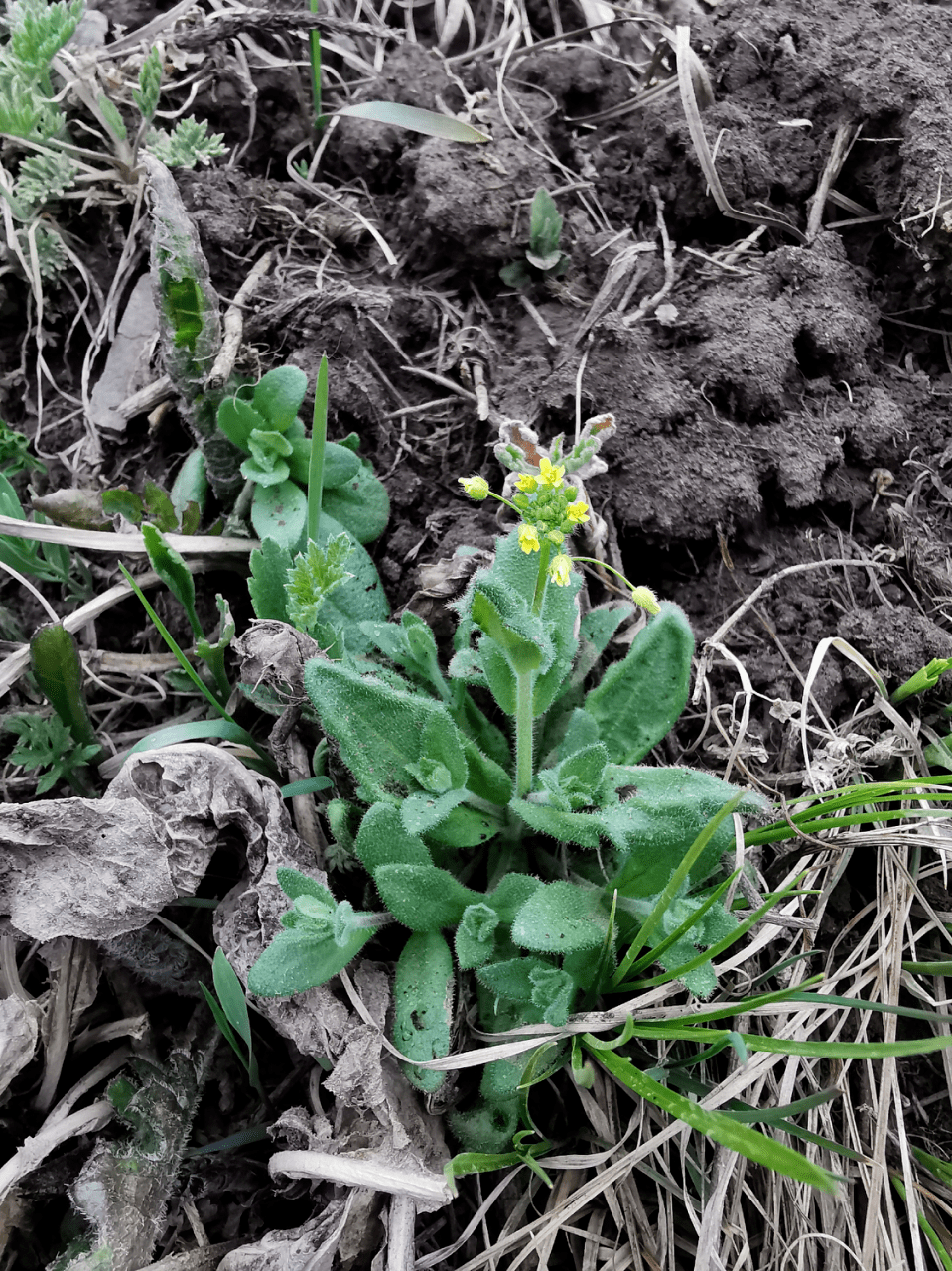 【在崇礼与赤城交界的山梁附近看到的葶苈】