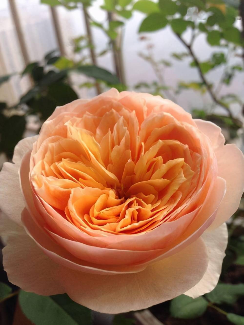 月季切花朱丽叶这样养开花又美又仙耐热耐寒花期长