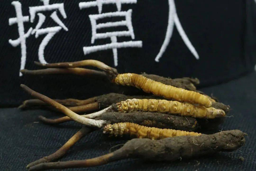 市面上80以上从虫草是假的95的人吃法是错误的看看你中招了吗