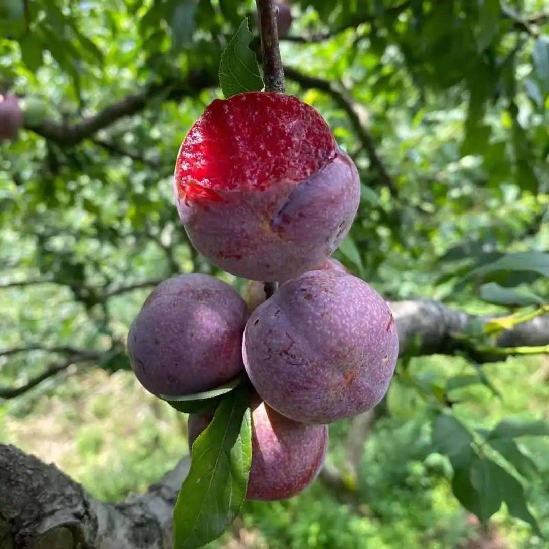 全国包邮299元抢5斤银妃三华李入口酸爽脆口爆汁微微可以忽略的酸很