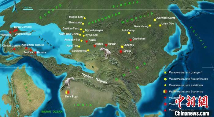 化石|科学家发现地球史上最大陆地哺乳动物新属种：2650万年前“临夏巨犀”