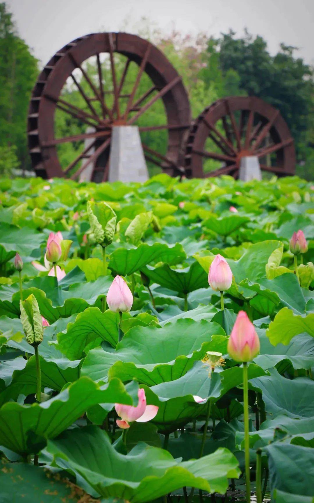 开满荷花的池塘图片图片