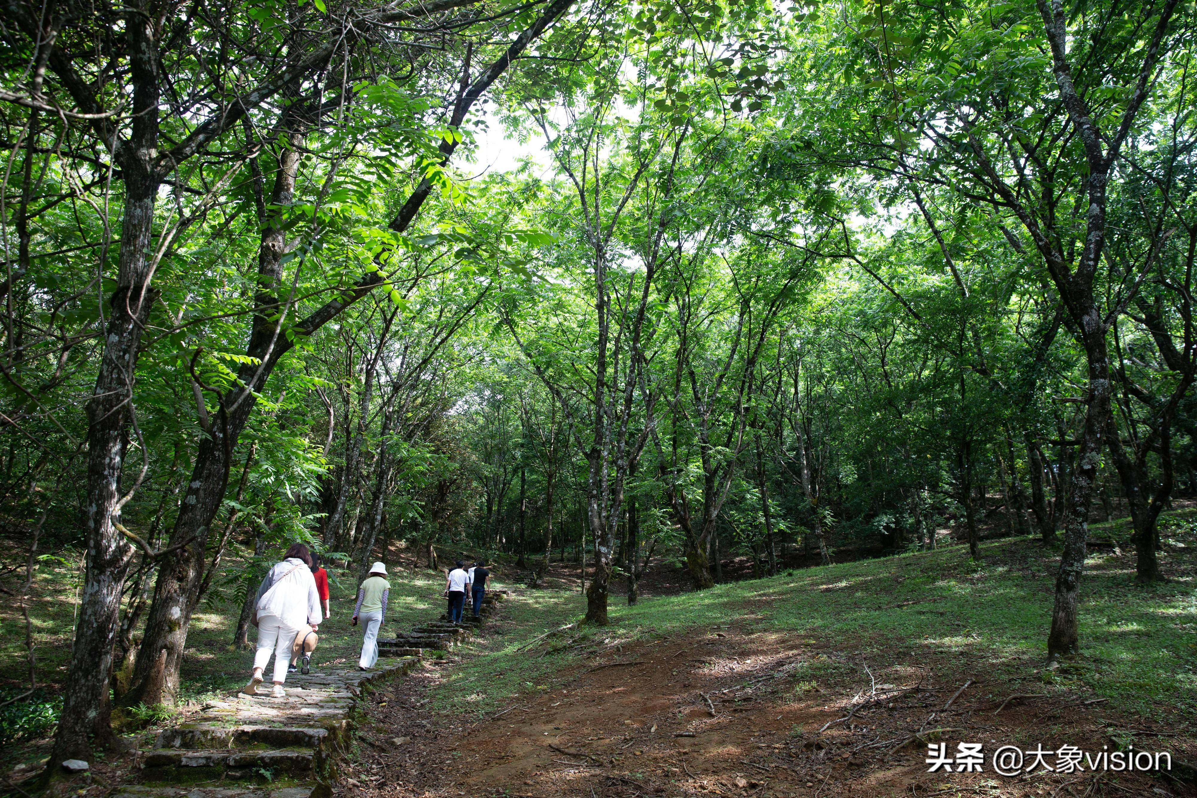 又到了美菌飘香的季节走近师宗菌子山一赏美景