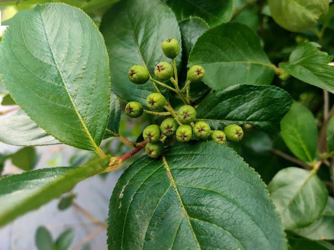 动态丨今夏硕果累累压枝头观花赏果好去处就来东北果树园