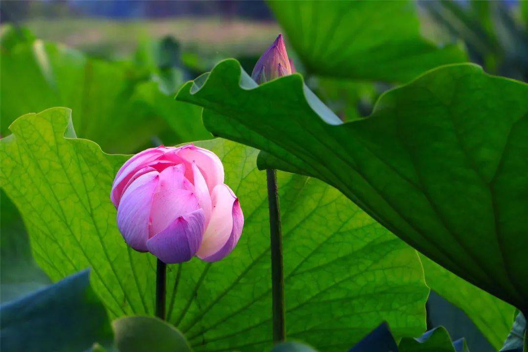 淮南焦崗湖荷花開了驚豔整個夏天