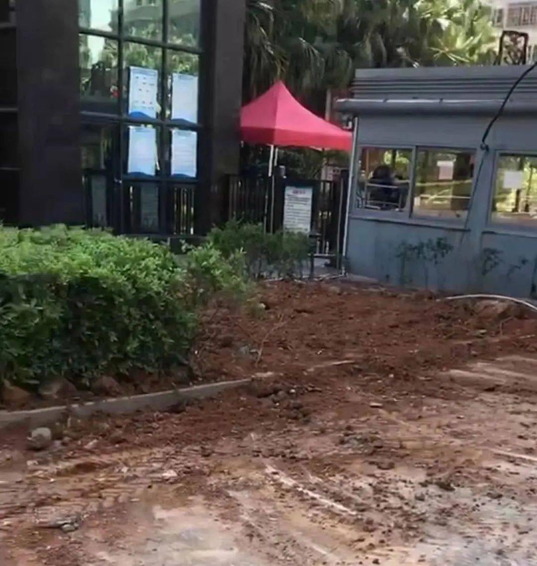 龙港一小区业主私伐大榕树 执法部门介入调查_花园小区