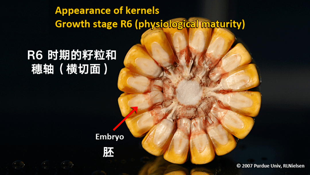 48張ppt高清圖解玉米籽粒是如何發育的