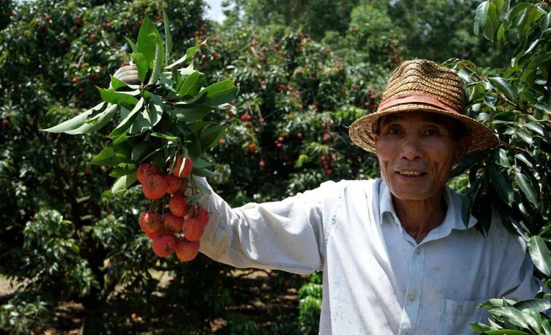 急江门这里荔枝滞销果农心急如焚转发帮帮他们