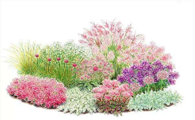 101张超高清精品手绘花境 惊艳你的视觉 植物