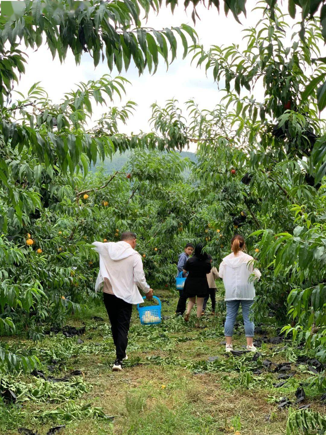 香甜爆汁,宣威龙场桃园农家的黄桃太好吃了吧!