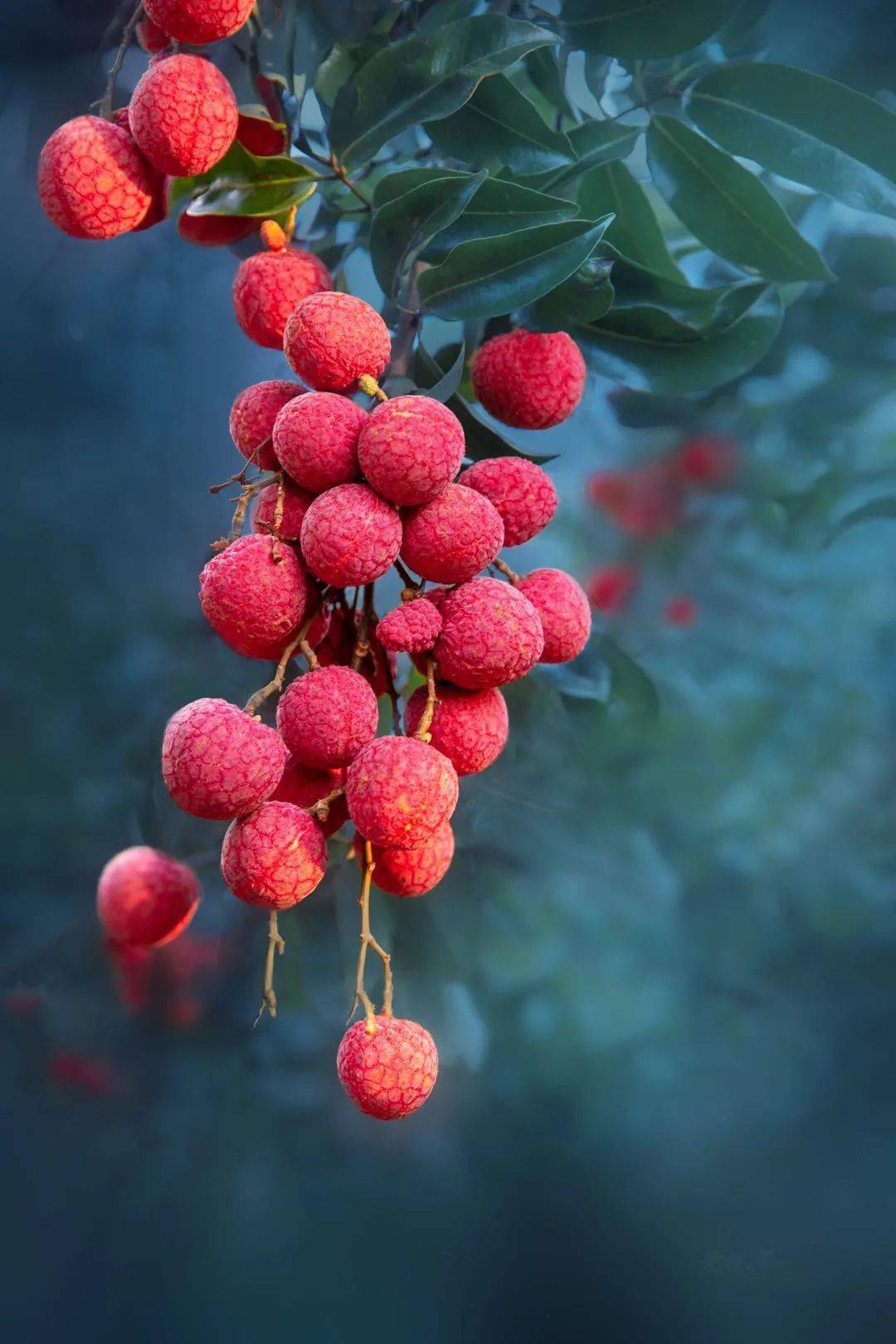 大爱有声丨主播喊你吃广州荔枝啰