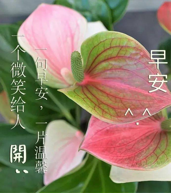 夏天清晨早上好问候语录短信句子祝福朋友早上好动态图片闪图带字