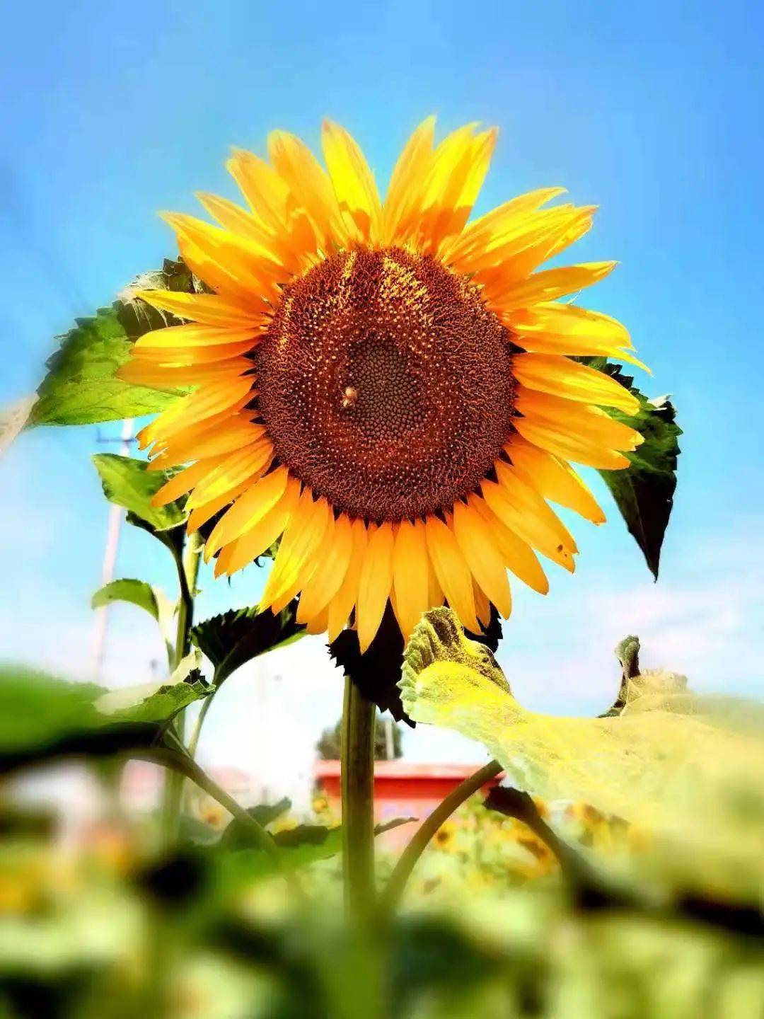 美呆了淮北这里的葵花节来了内含一大波福利