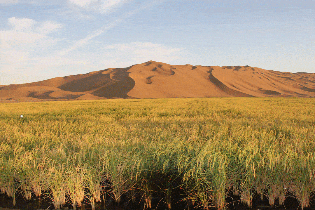因此在这片沙漠上种植作物是可以实现的.