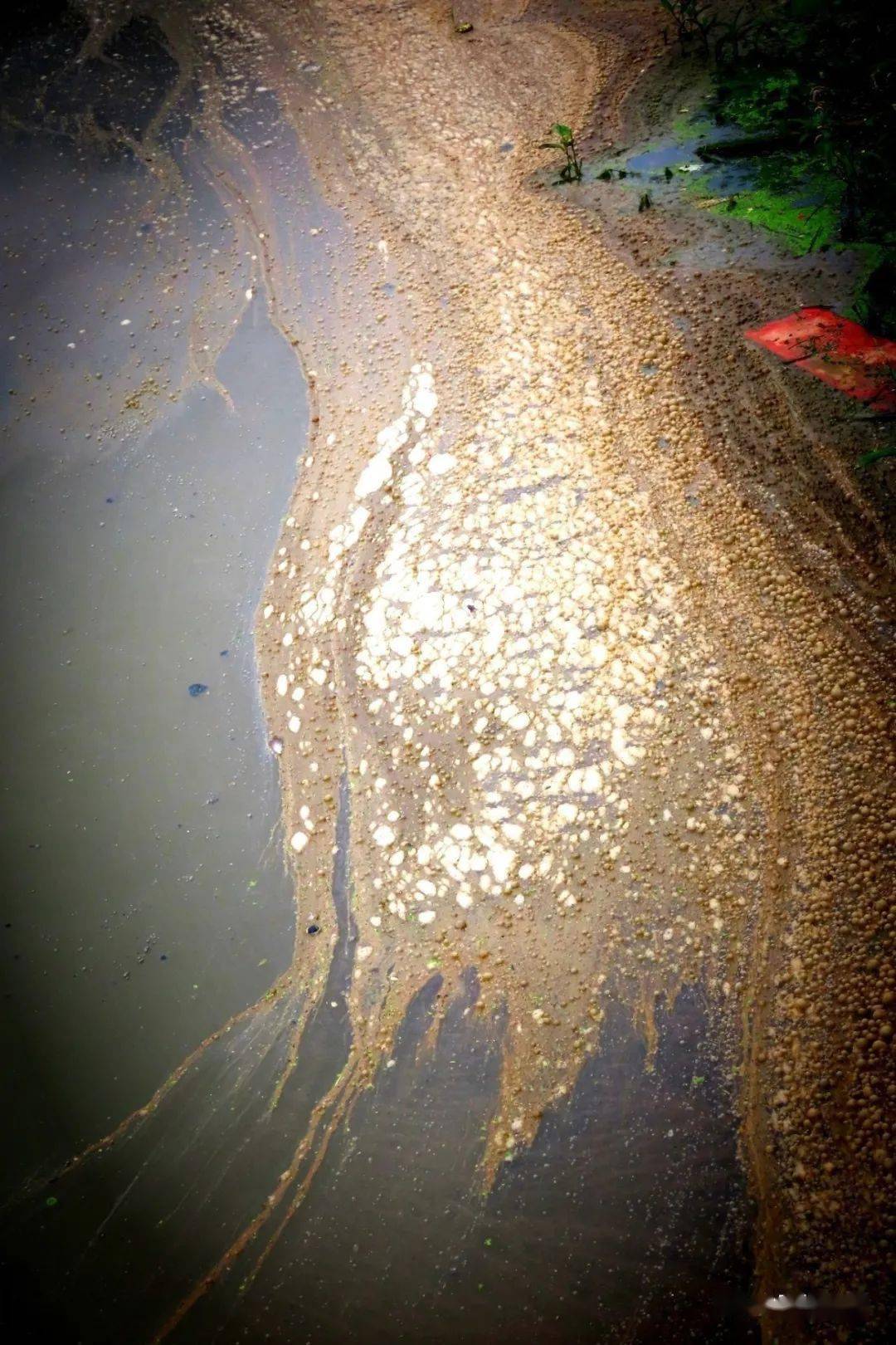 时隔月余西蔡河湿地再次污水横流湿地遭殃绿会研究室关注