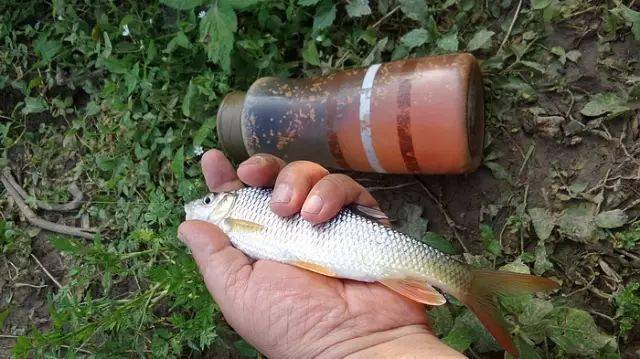 此鱼红色的尾巴尤其鲜艳当地人形象地叫它红尾鲹儿