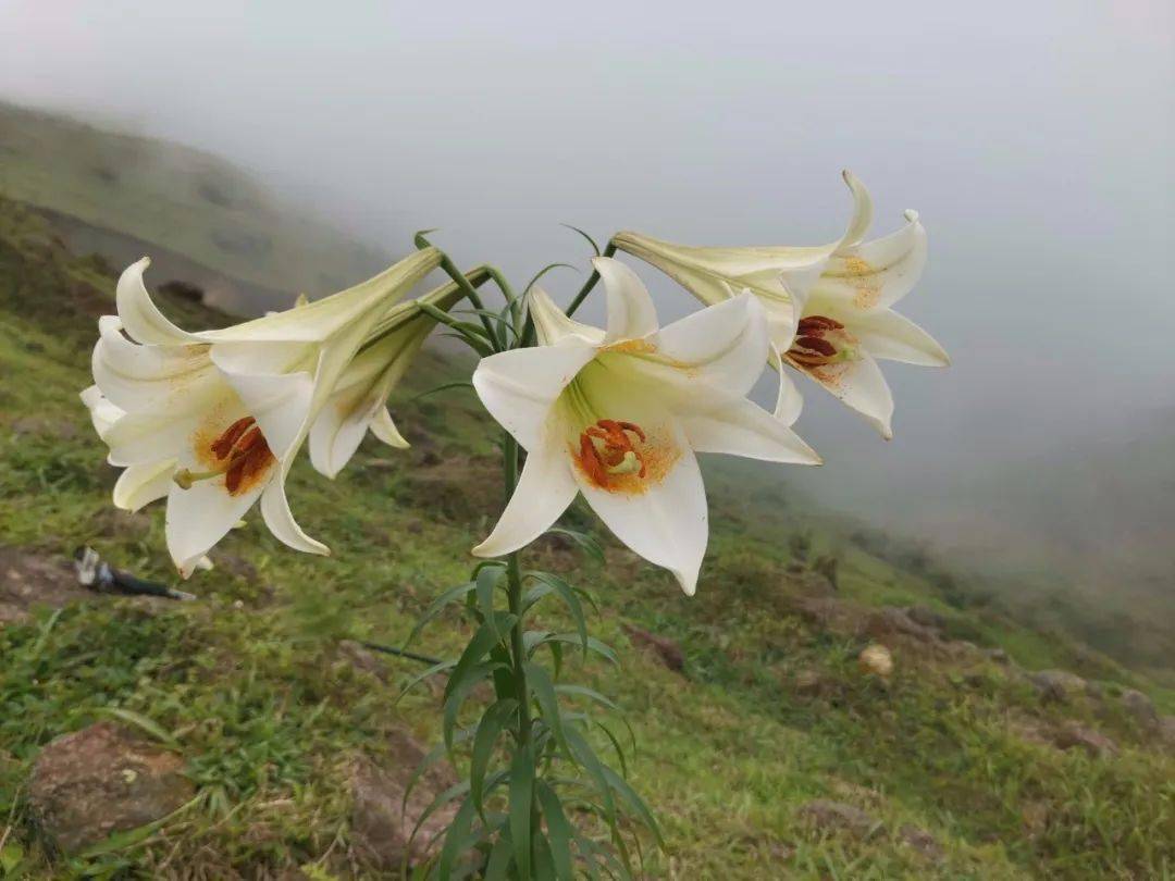 发现新兴风车山上的野百合开得这样美