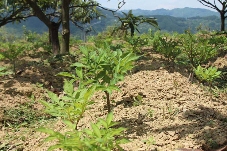 开阳县禾丰乡林下种植让小魔芋释放致富大魔力