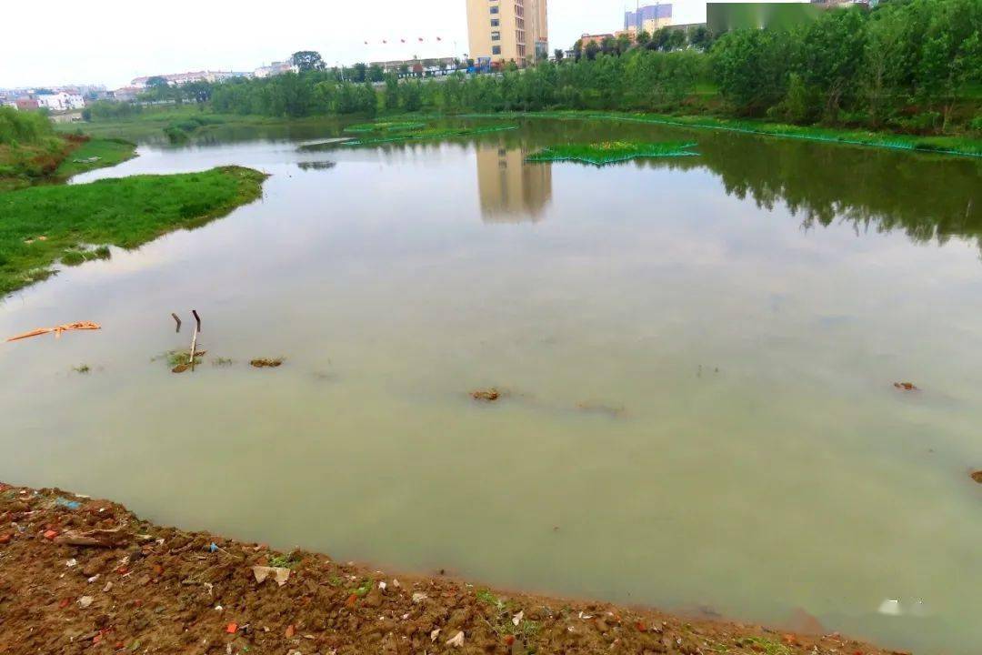 时隔月余西蔡河湿地再次污水横流湿地遭殃绿会研究室关注