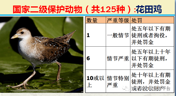 國家最新125類二級野生保護名錄圖片及違法對應刑責