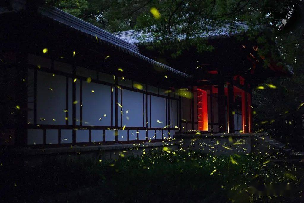 金陵仲夏梦幻萤火虫最强拍摄攻略