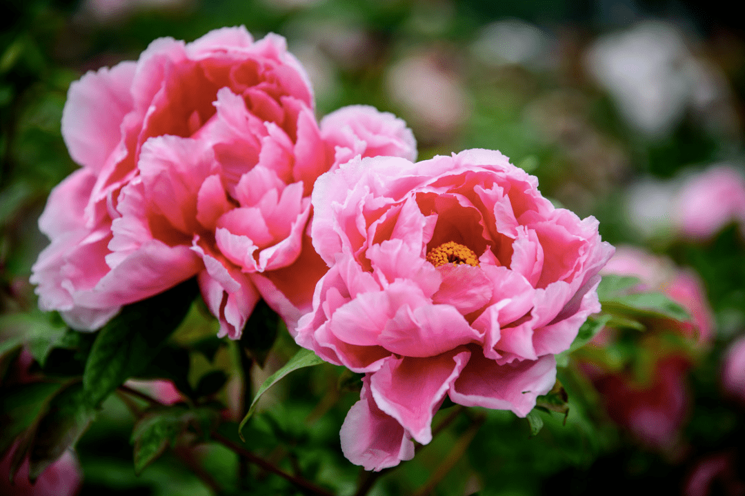 牡丹花下死简谱_牡丹花简笔画